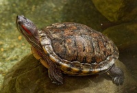 绿龟是什么?有什么乌龟品种是绿色的?