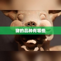 猪的品种繁多，从传统到现代的各种品种概述
