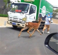 昆明街头有梅花鹿,还有鸵鸟,它们在跟主人一起遛弯儿
