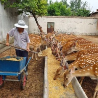 梅花鹿怎么喂,梅花鹿颗粒饲料配方大全