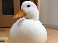 柯尔鸭好不好养？（养柯尔鸭注意事项）