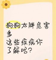 如何科学养胖狗狗（狗狗长不胖怎么办？狗狗科学养胖指南了解一下）