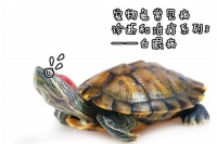 常见的宠物龟有哪些呢？