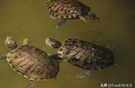 巴西龟家庭养殖手册：轻松打造优质生活环境