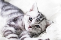 细猫可以吃旺仔小馒头吗？宠物营养师的几点忠告