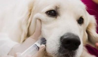 狗狗对狗粮过敏是啥原因？