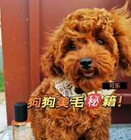 柔顺好看的狗狗毛发护理大全（打造宠物美发，从这15个步骤开始）