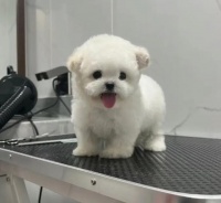比熊犬成年标准体重揭秘！（了解快看！成年比熊的理想体重，宠物是否超重？）