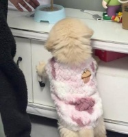 小金毛犬的饮食习惯——何时能吃家里的饭？（了解小金毛犬的成长需求，科学调整饮食计划。）