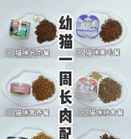 幼猫日常猫粮饮食安排指南：喂食频率和食物选择？