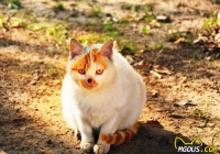 猫咪日：虽然文化不同，但我们都爱猫