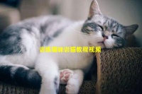 训练猫咪训猫教程视频