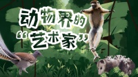 高手云集、在线炫技！谁才是林中“艺术家”？