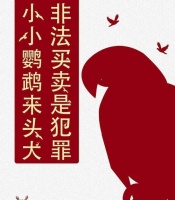 折衷鹦鹉饲养全攻略（打造温馨和谐的折衷鹦鹉家庭）