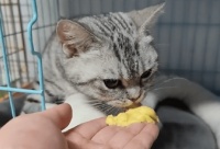 猫怀孕几个月生产（猫生产前的几小时征兆）