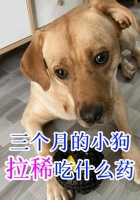 小狗四个月需加强营养，饮食该如何搭配？（帮助宠物狗宝宝健康成长，科学饮食不可缺少）