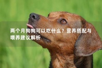 两个月狗狗可以吃什么？营养搭配与喂养建议解析