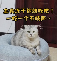 四周的猫咪吃什么？（了解四周大猫咪饮食的重要性与健康建议）