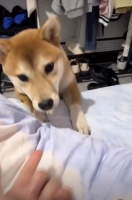 狗能不能吃榴莲 稍微吃一点还是很营养的（狗狗饮食禁忌与合理营养搭配指南）