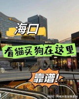 海口买宠物猫狗哪里便宜?这里安全可靠还能实地选宠物不虚此行
