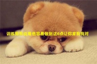 训练狗狗说难也容易做到这6点让你家狗狗对你服服帖帖