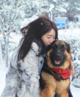 以德牧的生长周期及特点（探秘德牧的成长奥秘，从幼犬到成熟守护者的蜕变）