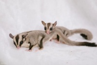 小宠异宠崛起:Z时代的个性化养宠新选择