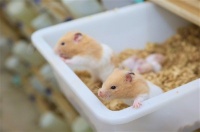 异宠赛道觅新机