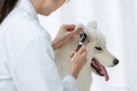 兽医不会告诉你的5个疫苗真相:狗狗第一年到底要打几针?