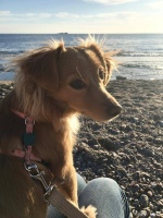 狗狗疫苗要年年打?兽医说出大实话:这 3 种情况不用打,很多人白花钱