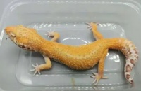 守宫蜥蜴饲养全攻略,新手也能轻松养