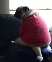 冠能狗粮:助力爱犬科学减肥