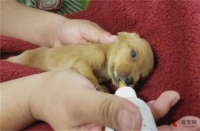 幼犬羊奶粉哪个品牌好 普通的羊奶可以喝吗