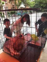 流浪狗救助苏州市宠物救助领养中心