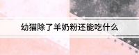 幼猫除了羊奶粉还能吃什么