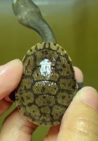 长身蛇颈龟的饲养指南(如何照顾健康的宠物龟?)