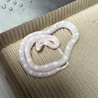雪白圈 10克