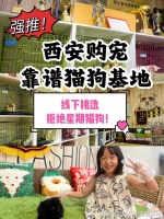西安买狗买猫的地方在哪里?实地探访这确保安全选购您的爱宠
