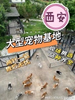 西安哪里有正规宠物基地?这里实体店选购宠物,安全更值得信赖