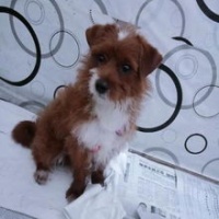 寻优质宠物狗选购途径