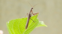 昆虫宠物:10种令人惊叹的生物让你忍不住想领养!