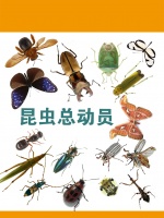 热带雨林民族文化博物馆推出“走近昆虫”科普展