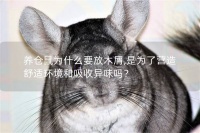 养仓鼠为什么要放木屑,是为了营造舒适环境和吸收异味吗?
