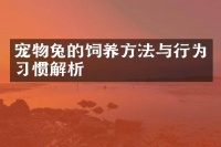 宠物兔的饲养方法与行为习惯解析
