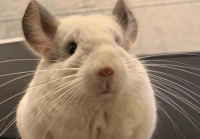 银斑龙猫的有趣行为习惯解析,趣味十足!