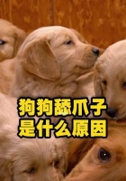 狗狗为什么会舔爪子?(解析狗狗舔爪子的原因和应对方法)