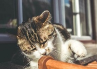 猫咪为何乱尿?宠物行为解析