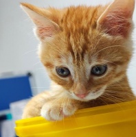 猫咪的饮食习惯解析(揭秘猫咪可食用的食物种类及注意事项)