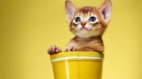 小猫每月蛋黄量:适量为主,不宜过多。