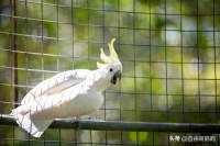 阳台养鸟1年,说点实在的真心话,有几点需要注意!
